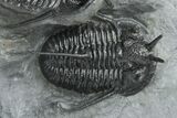 Two, Large Devil Horned Cyphaspis Trilobites - One Ventral #208381-1
